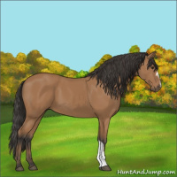 Horse Color:Bay 