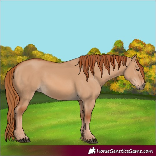 Horse Color:Red Dun 