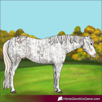 Horse Color:Liver Chestnut Sabino Splash Appaloosa  and Chocolate Palomino Sabino Splash Appaloosa 