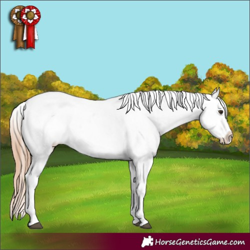 Horse Color:Liver Chestnut Sabino Splash Appaloosa  and Chestnut Sabino Splash Appaloosa 
