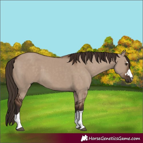 Horse Color:Liver Red Dun 