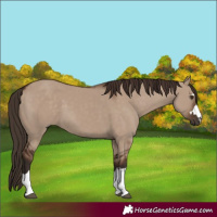 Horse Color:Liver Red Dun 