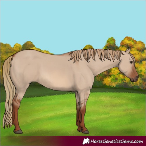 Horse Color:Red Dun
