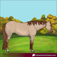 Horse Color:Red Dun 