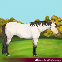 Horse Color:Buckskin Roan Dun 