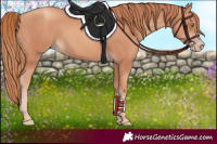 Horse Color:Gold Champagne 