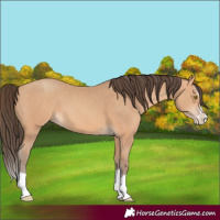 Horse Color:Amber Champagne Splash 