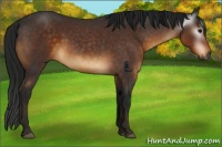 Horse Color:Gray Buckskin 