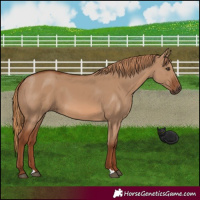 Horse Color:Red Dun 