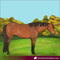 Horse Color:Bay 