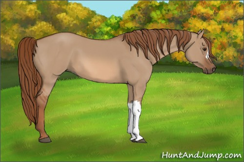 Horse Color:Red Dun