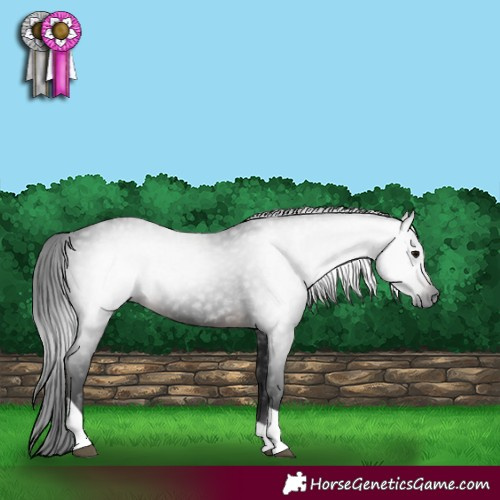 Horse Color:Gray Brown Tobiano 