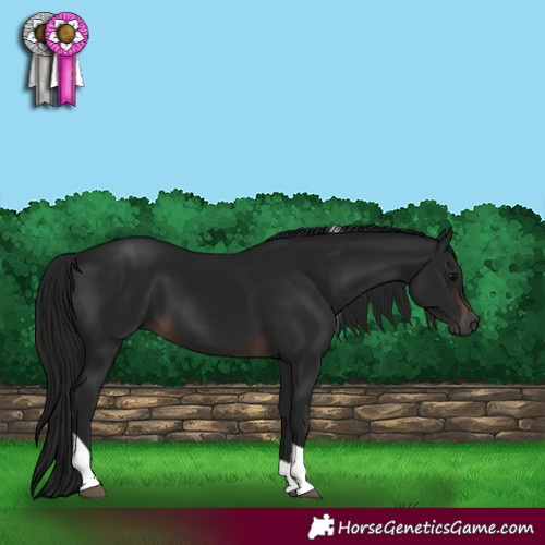 Horse Color:Gray Brown Tobiano 