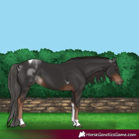 Horse Color:Liver Chestnut Tobiano 