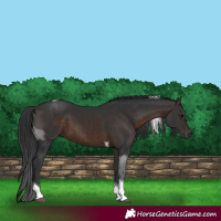 Horse Color:Brown Tobiano 