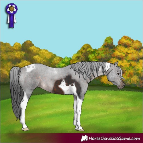 Horse Color:Brown Tobiano 