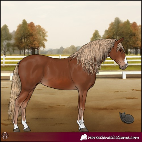 Horse Color:Chestnut 
