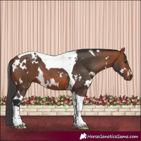 Horse Color:White Spotted Bay Tobiano 