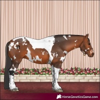 Horse Color:White Spotted Bay Tobiano 