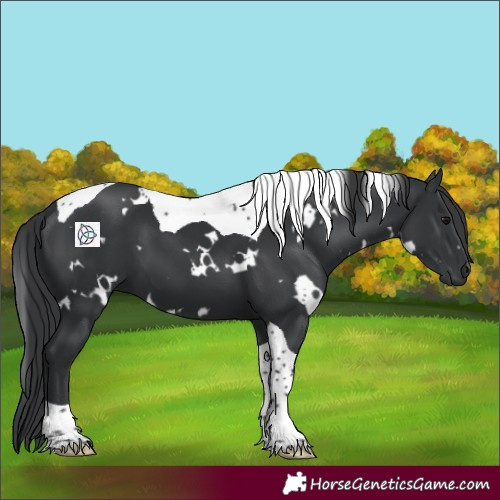 Horse Color:White Spotted Black Tobiano 