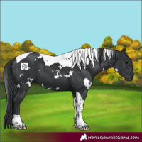 Horse Color:White Spotted Black Tobiano 
