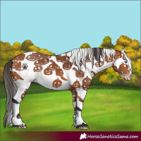 Horse Color:White Spotted Bay Splash 