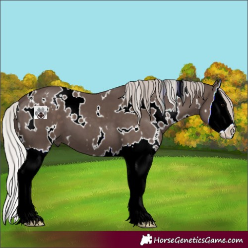 Horse Color:White Spotted Silver Black Splash