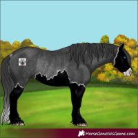 Horse Color:Black Splash Rabicano 