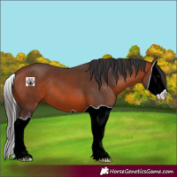 Horse Color:Bay Splash 