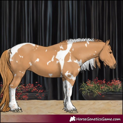Horse Color:White Spotted Chestnut Tobiano 