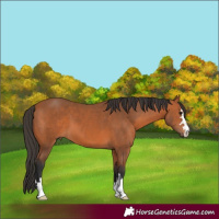 Horse Color:Bay 