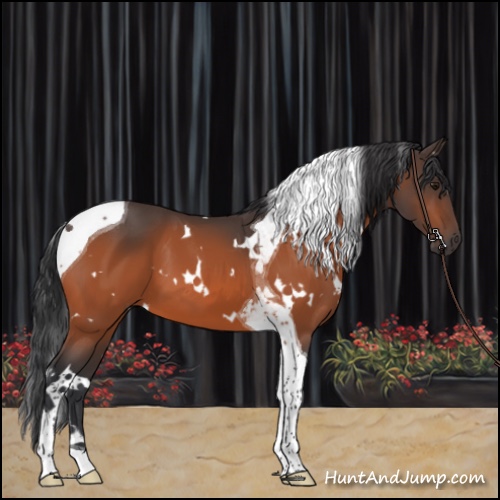 Horse Color:White Spotted Bay Tobiano 
