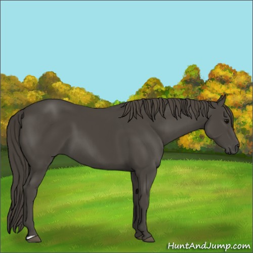 Horse Color:Smoky Black 