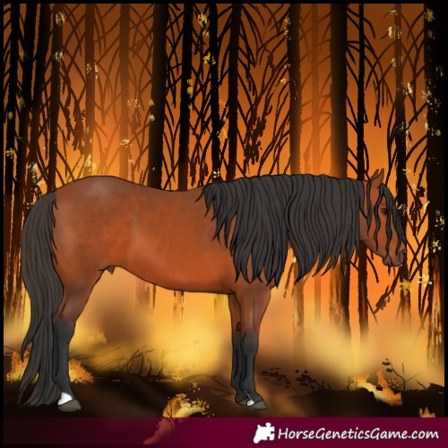 Horse Color:Bay 