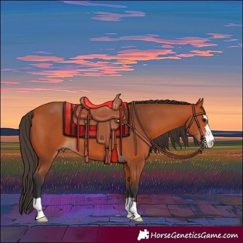 Horse Color:Bay 