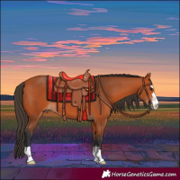 Horse Color:Bay 
