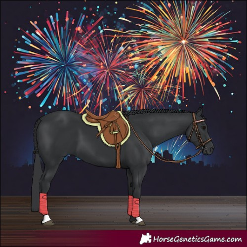 Horse Color:Black 