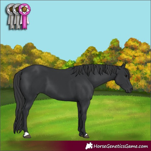 Horse Color:Black 