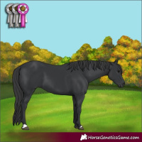 Horse Color:Black 