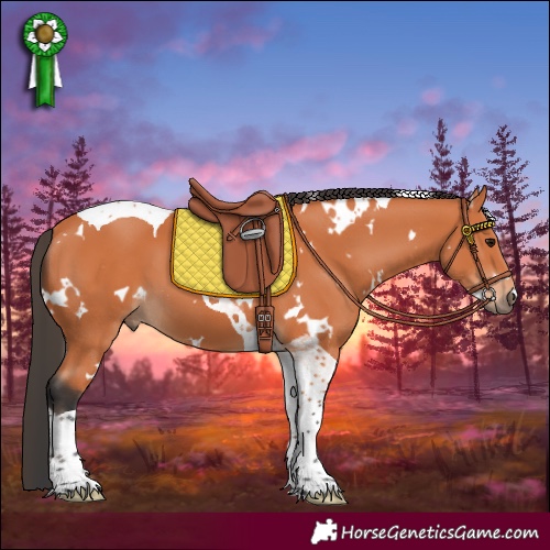 Horse Color:White Spotted Bay Tobiano 