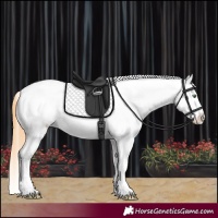 Horse Color:Amber Cream Champagne Sabino Tobiano Varnish and Amber Cream Champagne Sabino Splash Tobiano Varnish