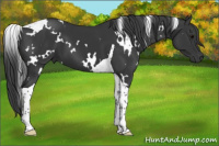 Horse Color:White Spotted Black Tobiano