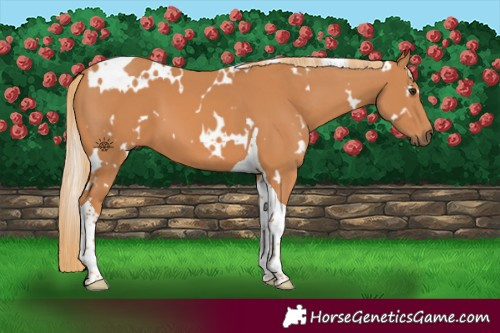 Horse Color:White Spotted Chestnut Tobiano 