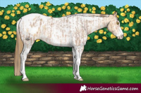 Horse Color:Amber Champagne Sabino Tobiano Appaloosa  and Amber Cream Champagne Sabino Tobiano Appaloosa 