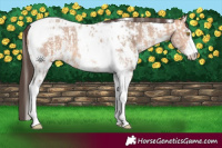 Horse Color:Amber Champagne Sabino Tobiano Near Leopard  and Amber Champagne Sabino Tobiano 