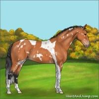 Horse Color:White Spotted Bay Tobiano 