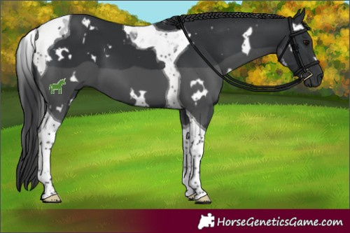 Horse Color:White Spotted Black Tobiano 
