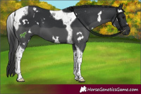 Horse Color:White Spotted Black Tobiano 