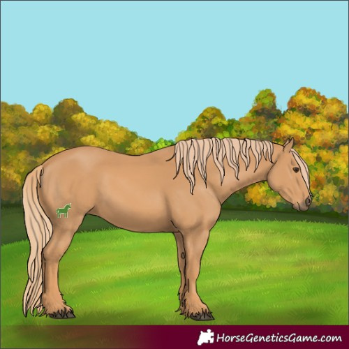 Horse Color:Chestnut Rabicano 
