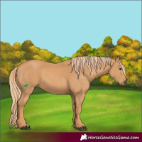 Horse Color:Chestnut Rabicano 